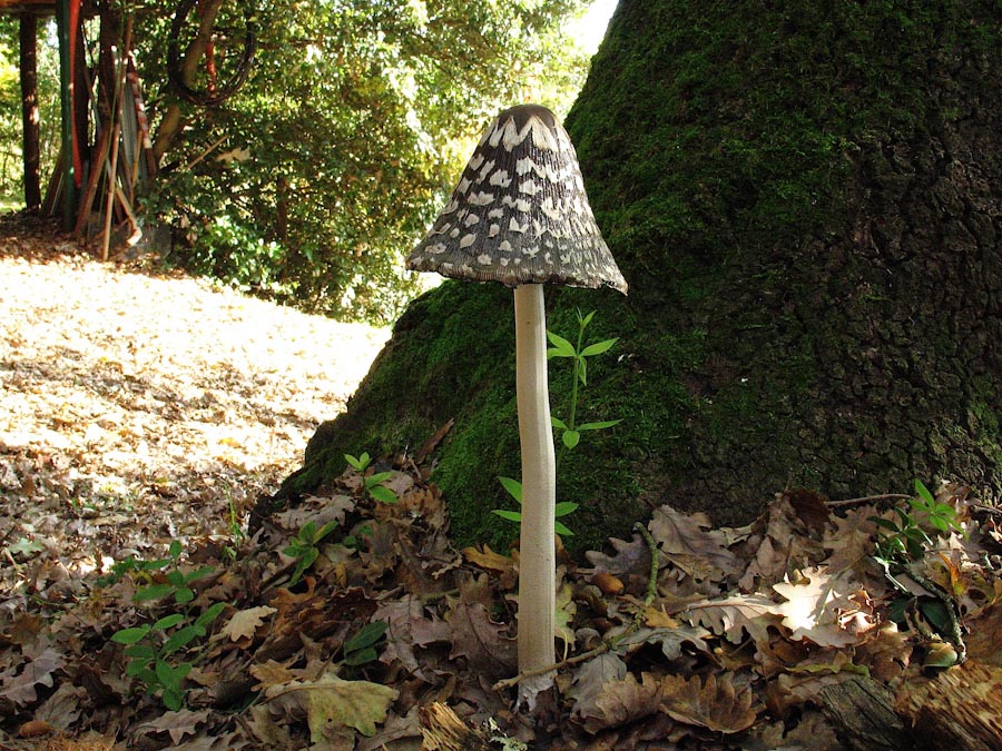 Passeggiata senza funghi